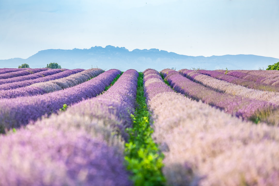 champs de lavande, mariage en Provence