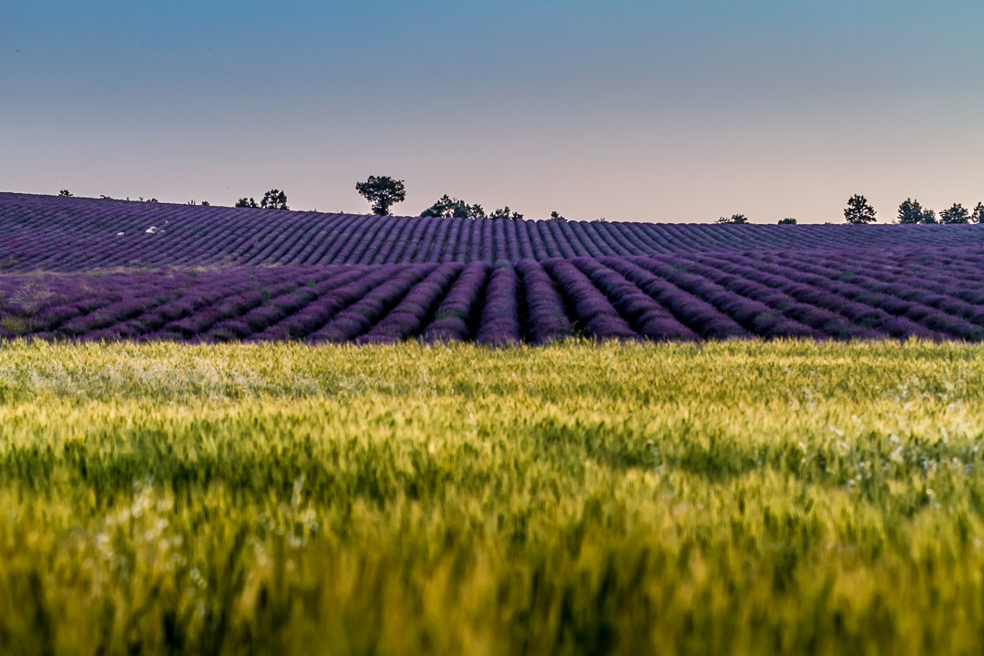 champ de lavande, mariage en Provence