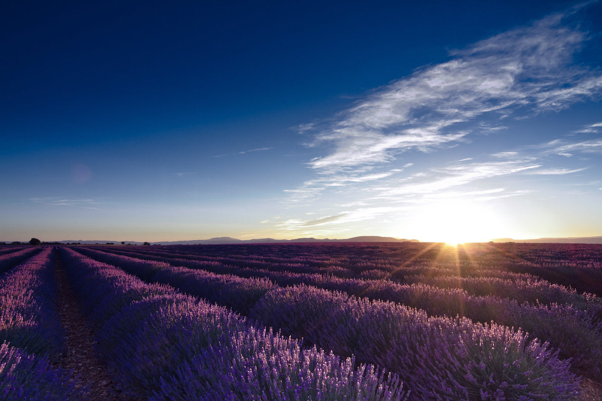 lavande, mariage en Provence
