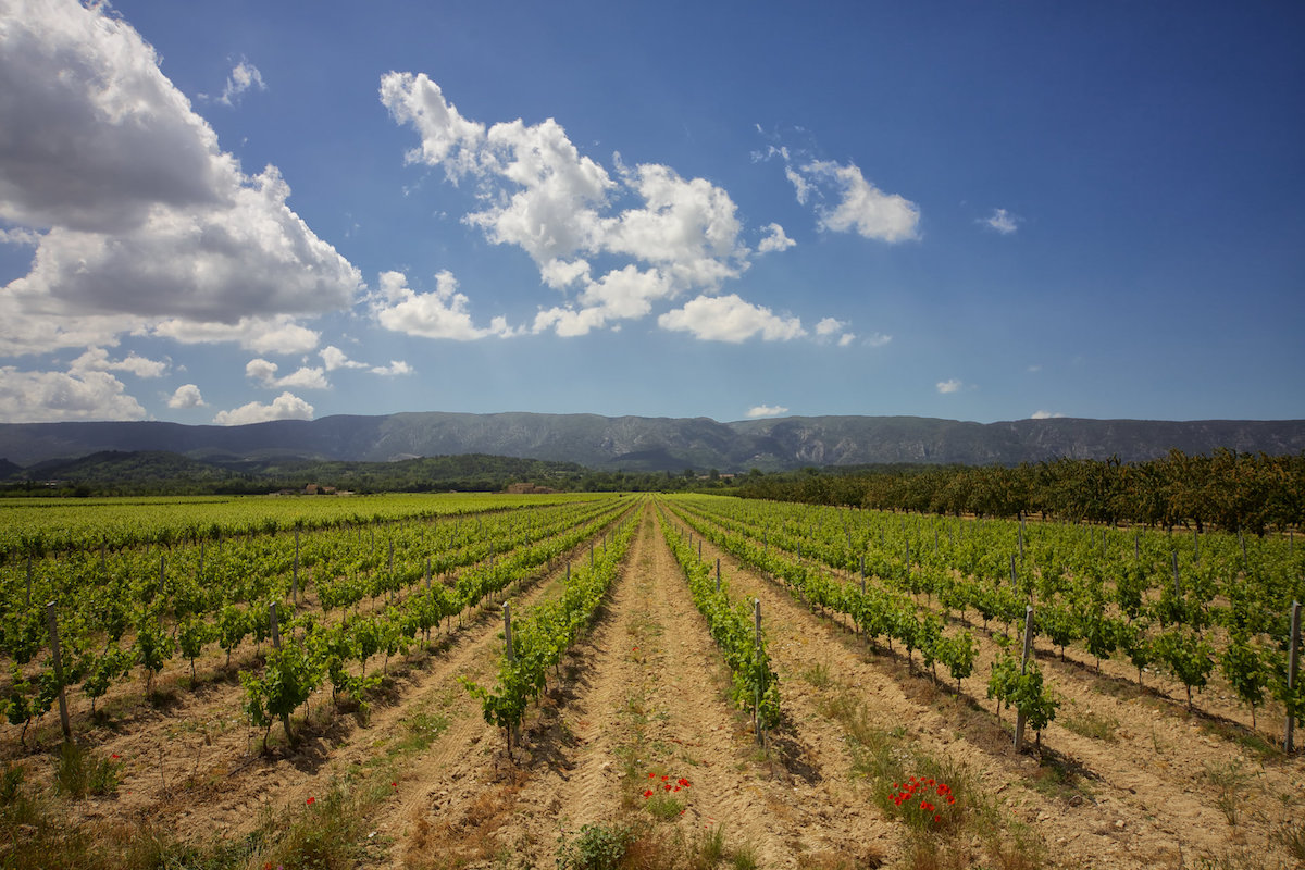 le coeur dans les etoiles - wedding planner - provence - luberon - alpilles - organisation - mariage - vignes - mariage provence - sandra lambert